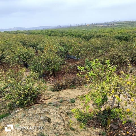 Grond te koop in Los Montesinos - € 110.000 (Ref: 8856788)