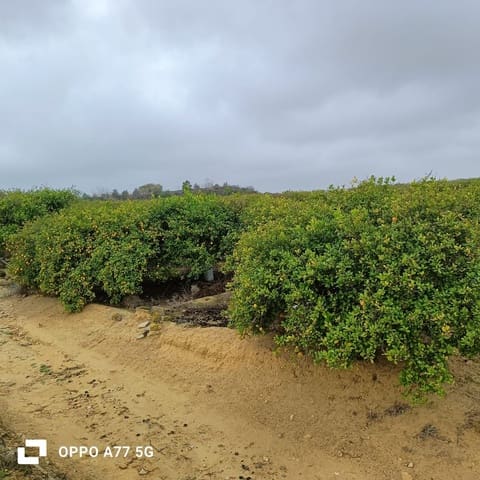 Undeveloped Land for sale in Los Montesinos - € 142,000 (Ref: 8856788)