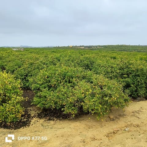 Undeveloped Land for sale in Los Montesinos - € 142,000 (Ref: 8856788)