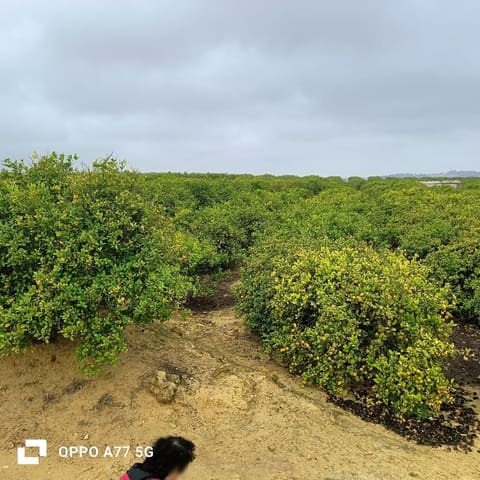 Undeveloped Land for sale in Los Montesinos - € 142,000 (Ref: 8856788)