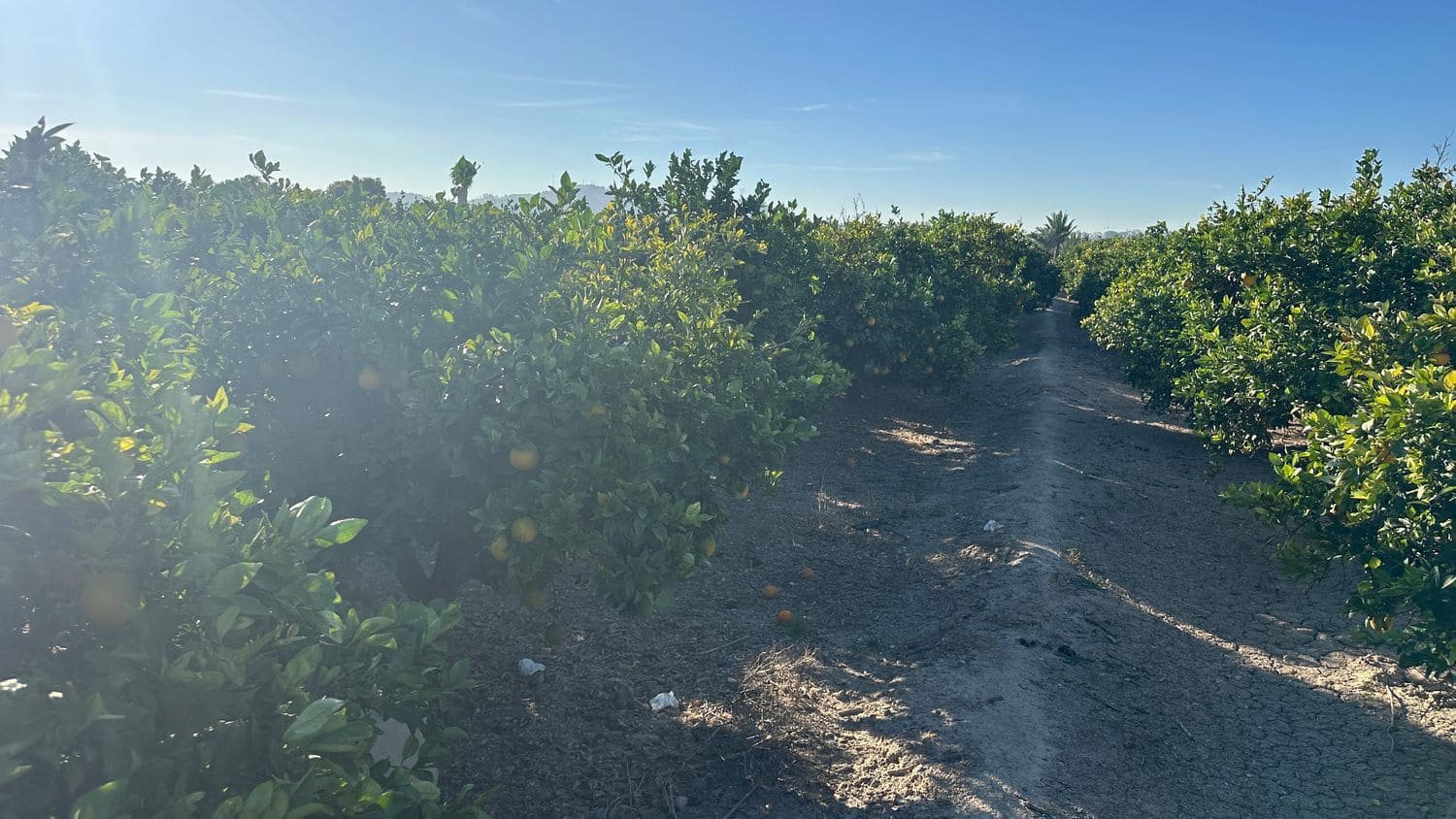 Undeveloped Land for sale in Formentera del Segura - € 23,000 (Ref: 9397982)