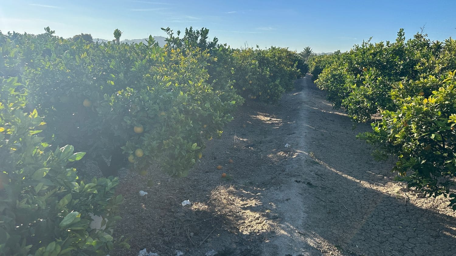 Undeveloped Land for sale in Formentera del Segura - € 23,000 (Ref: 9397982)