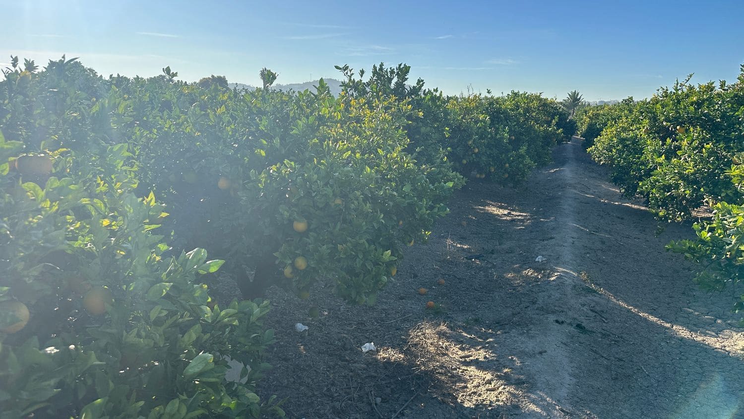 Undeveloped Land for sale in Formentera del Segura - € 23,000 (Ref: 9397982)