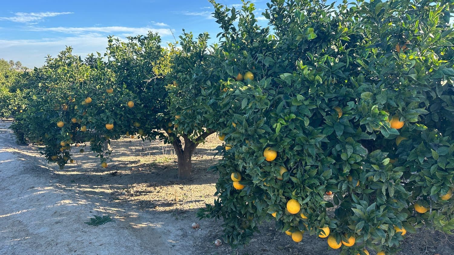 Undeveloped Land for sale in Formentera del Segura - € 23,000 (Ref: 9397982)