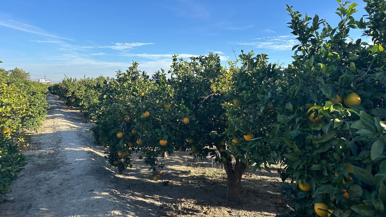 Undeveloped Land for sale in Formentera del Segura - € 23,000 (Ref: 9397982)