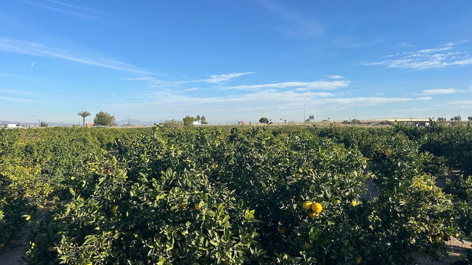 Undeveloped Land for sale in Formentera del Segura - € 23,000 (Ref: 9397982)