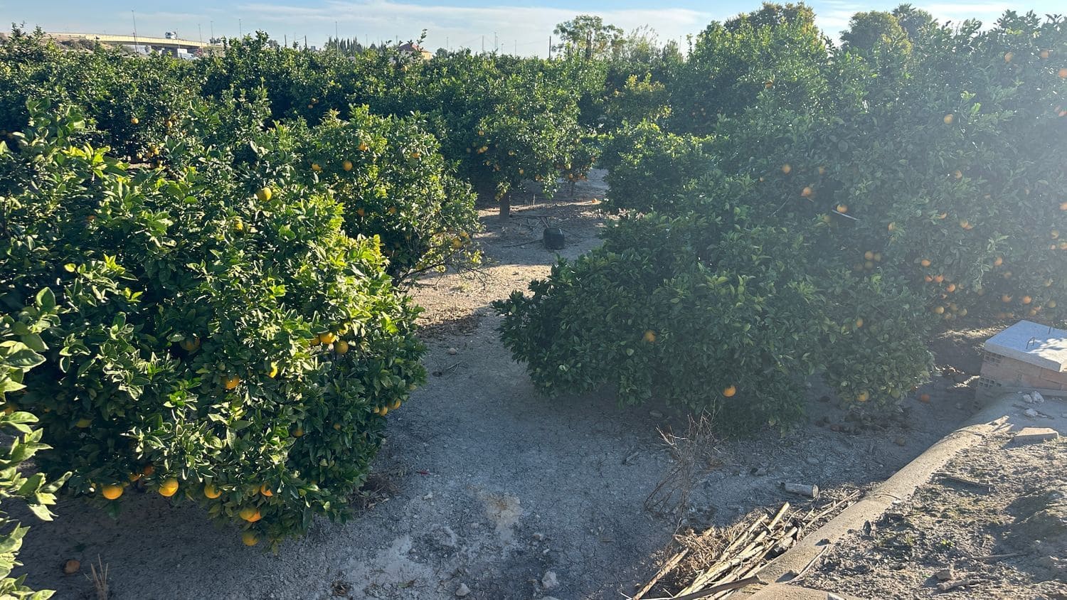 Undeveloped Land for sale in Formentera del Segura - € 23,000 (Ref: 9397982)