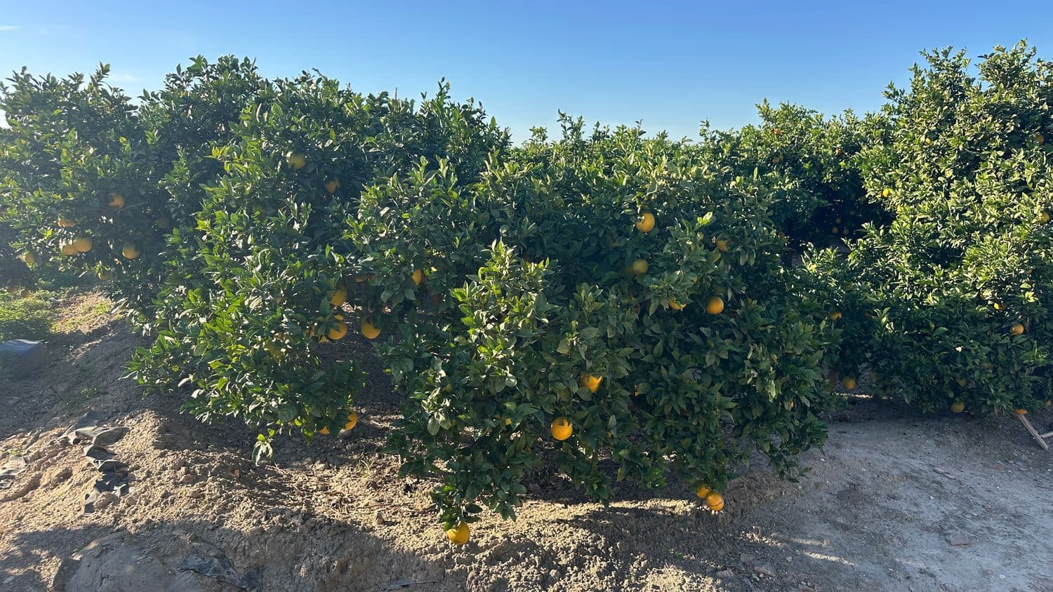 Undeveloped Land for sale in Formentera del Segura - € 23,000 (Ref: 9397982)