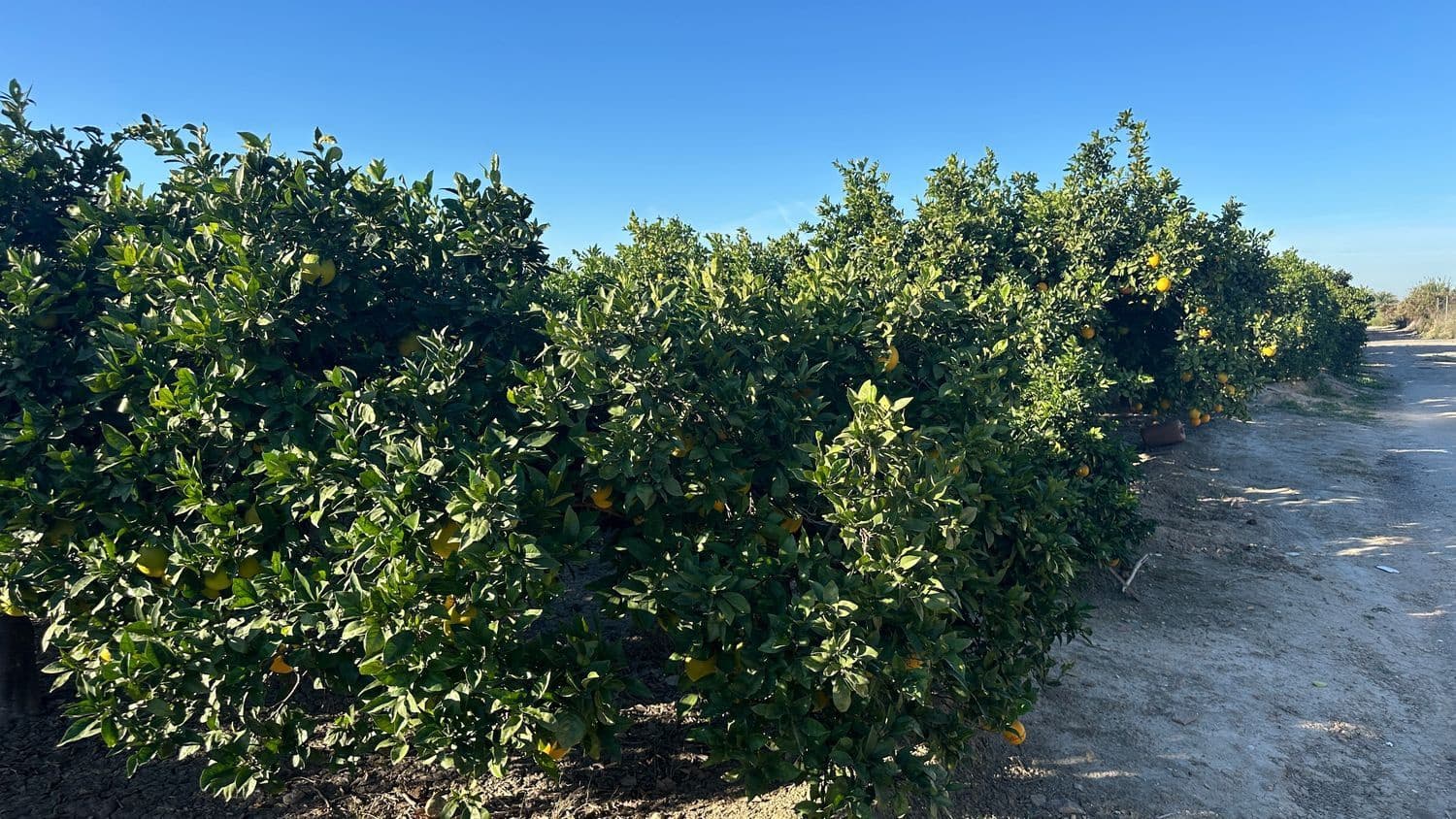 Undeveloped Land for sale in Formentera del Segura - € 23,000 (Ref: 9397982)