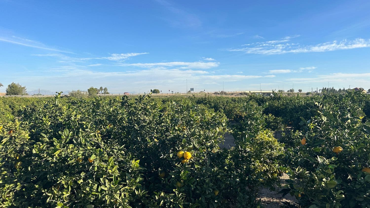 Undeveloped Land for sale in Formentera del Segura - € 23,000 (Ref: 9397982)