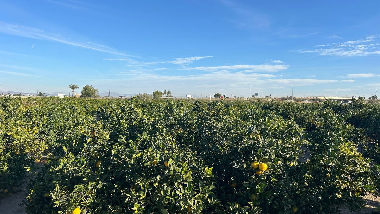 Undeveloped Land for sale in Formentera del Segura - € 23,000 (Ref: 9397982)