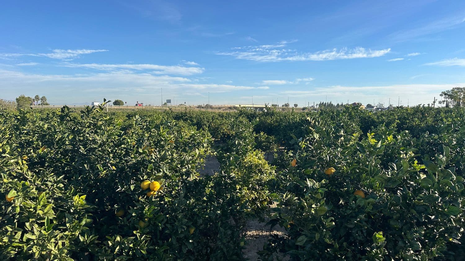 Undeveloped Land for sale in Formentera del Segura - € 23,000 (Ref: 9397982)