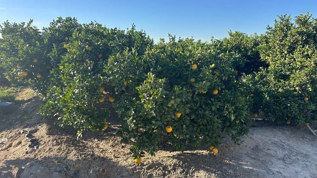 Grond te koop in Formentera del Segura - € 23.000 (Ref: 9397982)