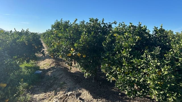 Grond te koop in Formentera del Segura - € 23.000 (Ref: 9397982)