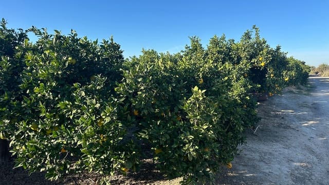 Grond te koop in Formentera del Segura - € 23.000 (Ref: 9397982)