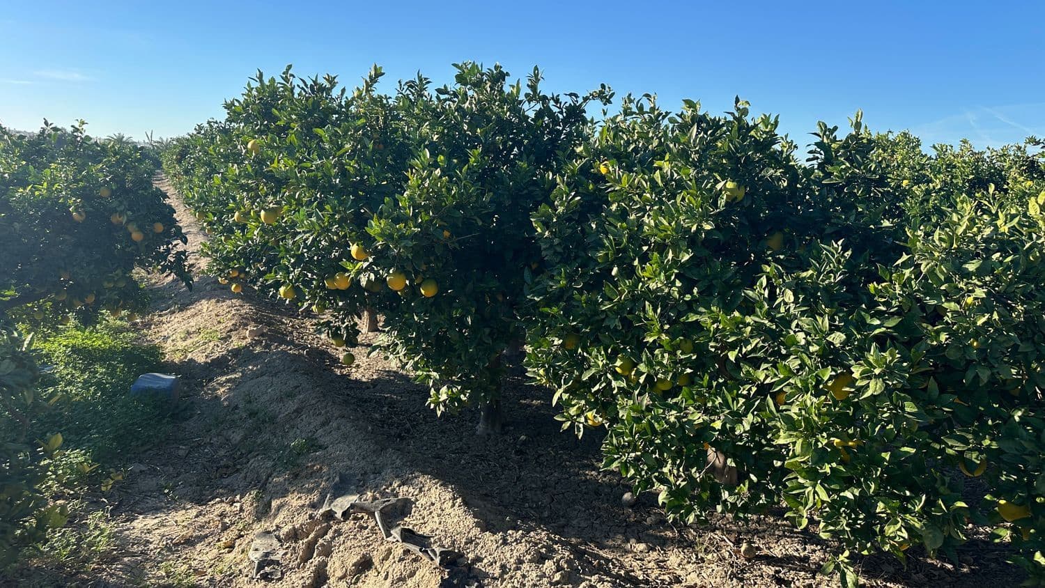 Undeveloped Land for sale in Formentera del Segura - € 23,000 (Ref: 9397982)