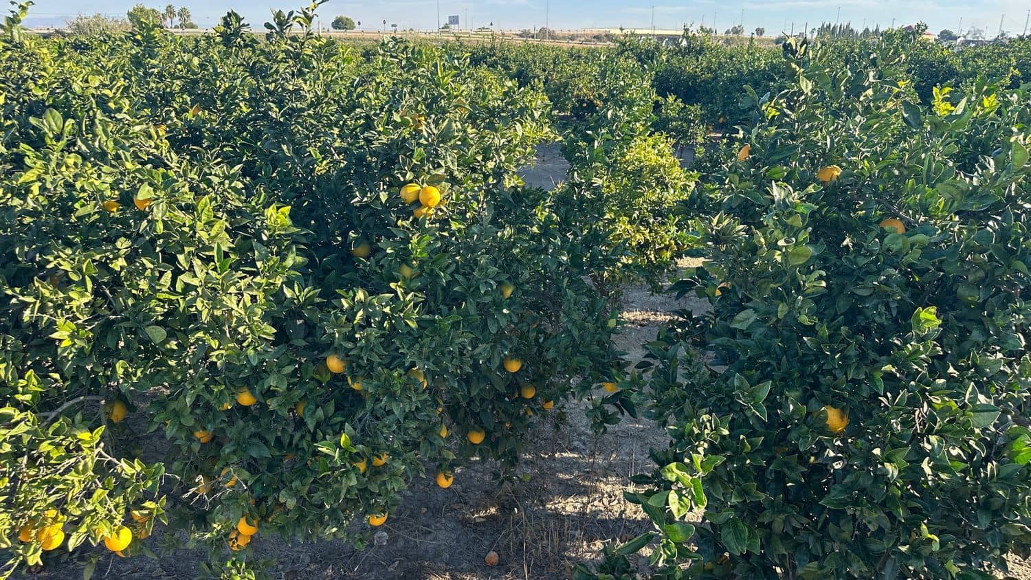 Undeveloped Land for sale in Formentera del Segura - € 23,000 (Ref: 9397982)