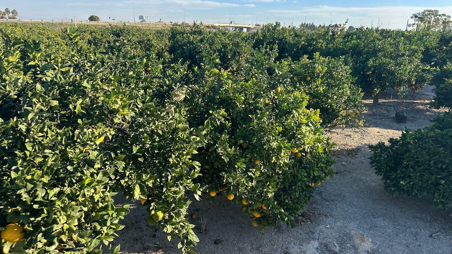 Undeveloped Land for sale in Formentera del Segura - € 23,000 (Ref: 9397982)