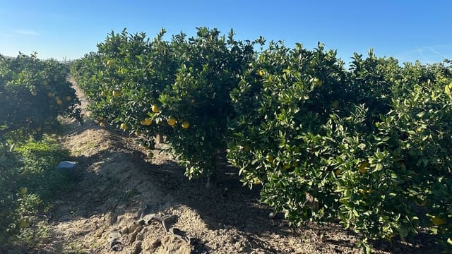 Grond te koop in Formentera del Segura - € 23.000 (Ref: 9397982)