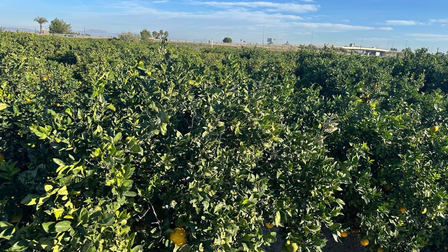 Undeveloped Land for sale in Formentera del Segura - € 23,000 (Ref: 9397982)