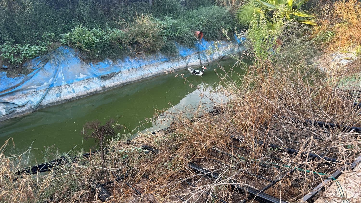 Terreno Não Urbanizado para arrendar em Formentera del Segura - 400 € (Ref: 9624219)