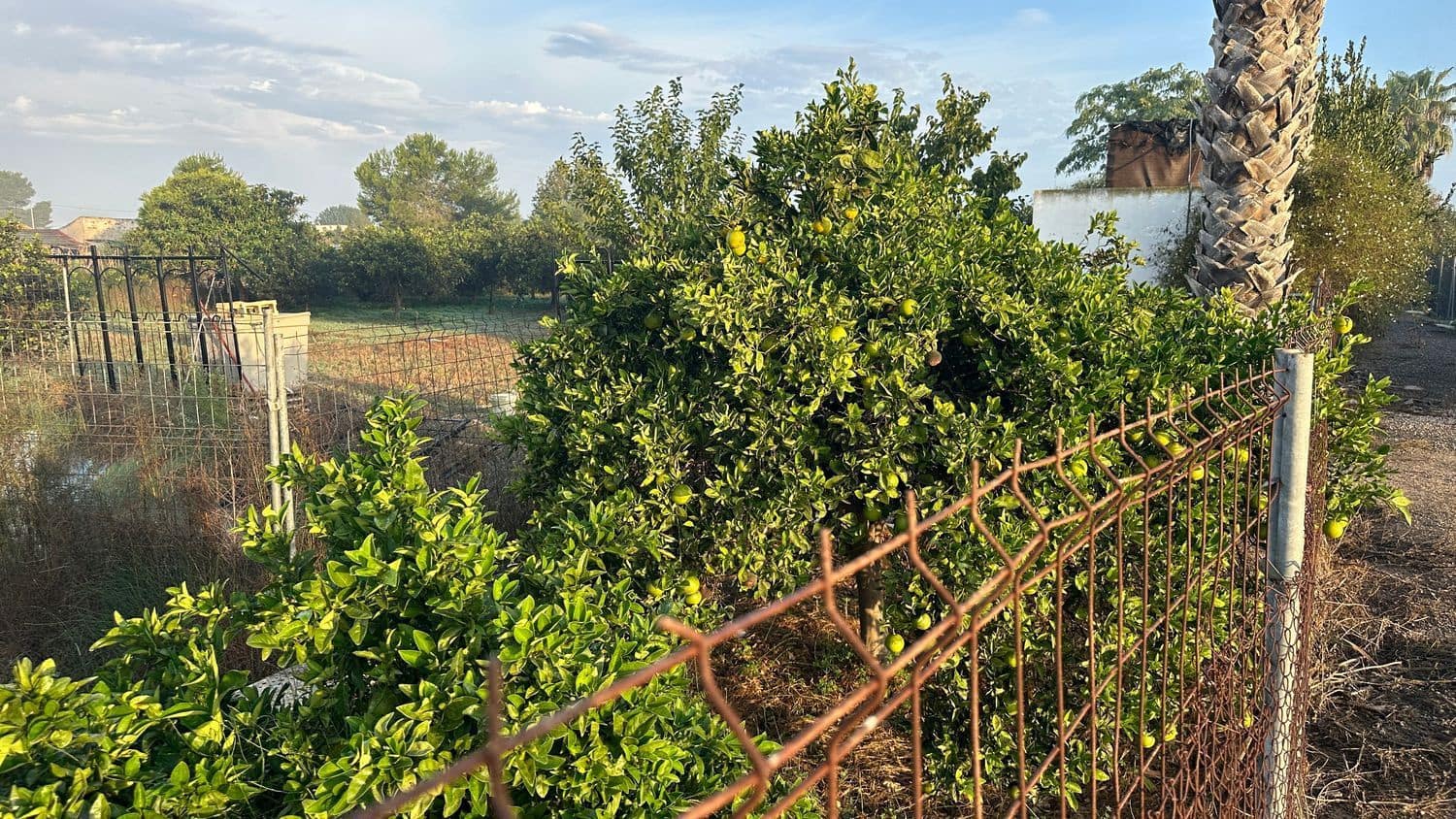 Terreno Não Urbanizado para arrendar em Formentera del Segura - 400 € (Ref: 9624219)