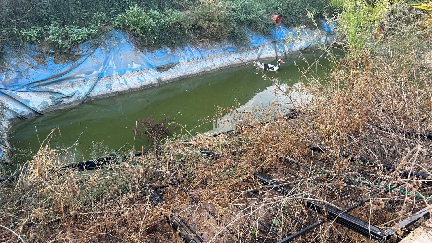 Terreno Não Urbanizado para arrendar em Formentera del Segura - 400 € (Ref: 9624219)