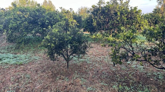 Terreno Não Urbanizado para arrendar em Formentera del Segura - 400 € (Ref: 9624219)