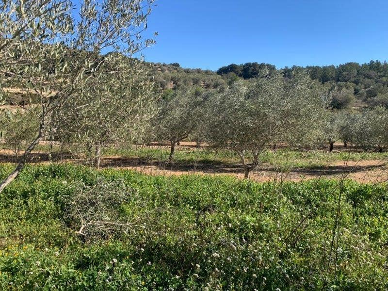 Finca/Herregård til salgs i El Perello - € 75 000 (Ref: 5969490)