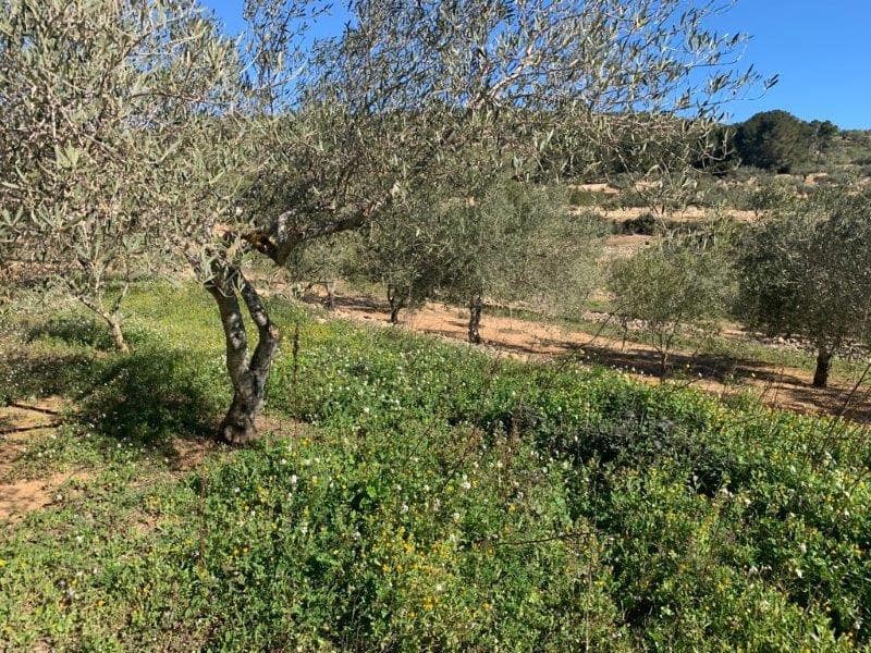 Finca/Herregård til salgs i El Perello - € 75 000 (Ref: 5969490)