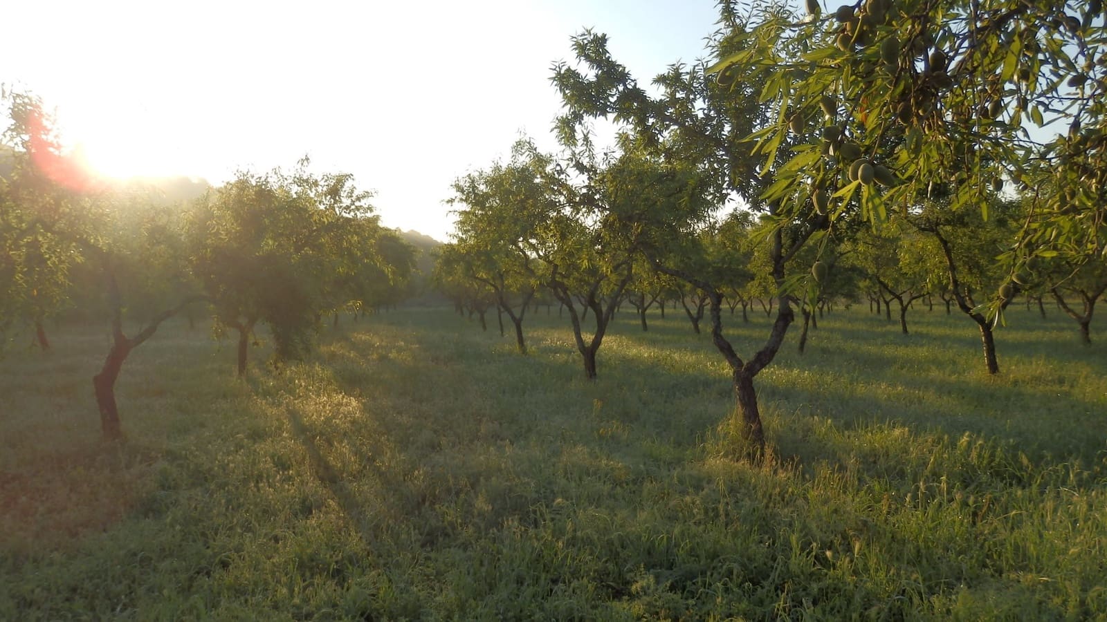 Finca/Landehus til salg i Miravet - € 39.000 (Ref: 8202275)