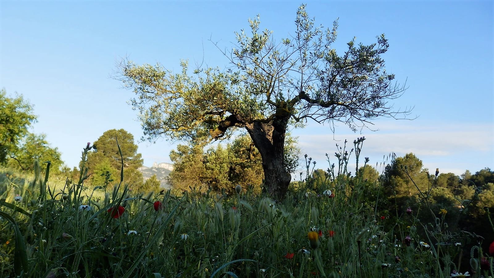 Finca/Landehus til salg i Miravet - € 39.000 (Ref: 8202275)