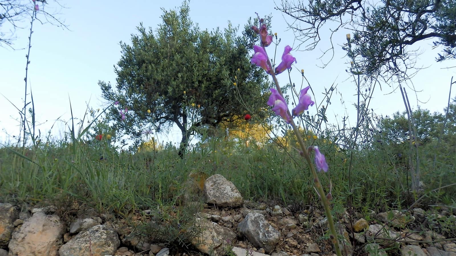 Finca/Landehus til salg i Miravet - € 39.000 (Ref: 8202275)