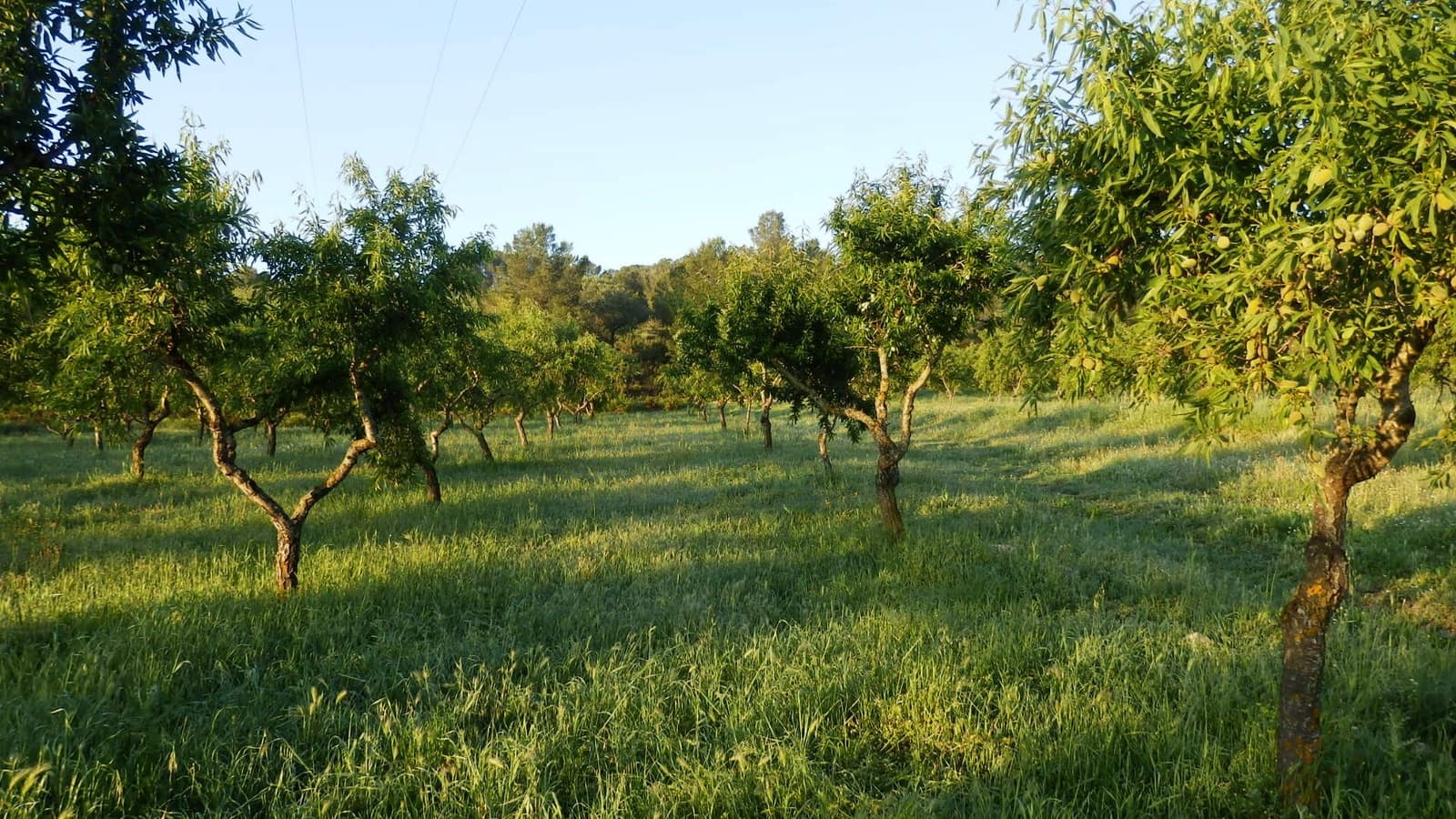 Finca/Landehus til salg i Miravet - € 39.000 (Ref: 8202275)