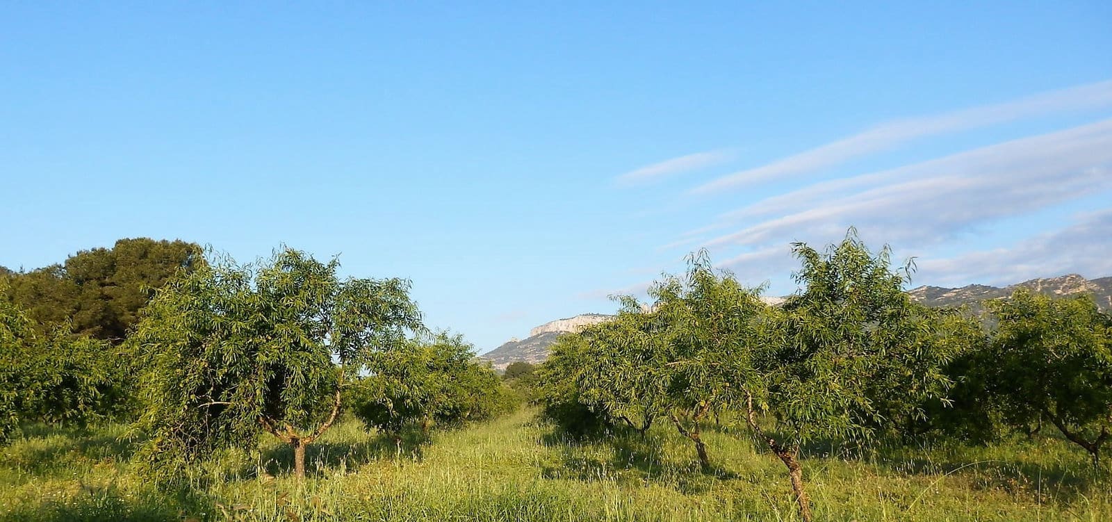 Finca/Country House for sale in Miravet - € 39,000 (Ref: 8202275)