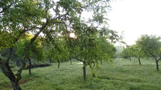 Quinta/Casa Rural para venda em Miravet - 39 000 € (Ref: 8202275)