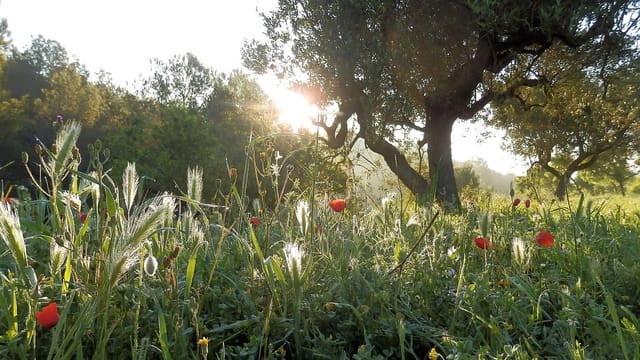 Quinta/Casa Rural para venda em Miravet - 39 000 € (Ref: 8202275)