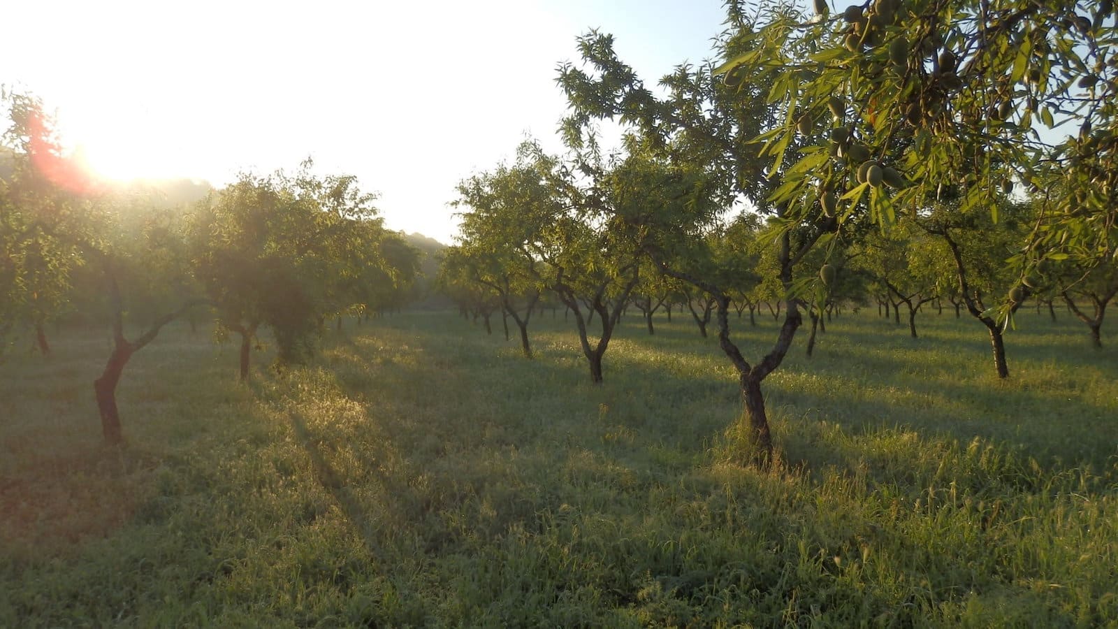 Finca/Country House for sale in Miravet - € 39,000 (Ref: 8202275)