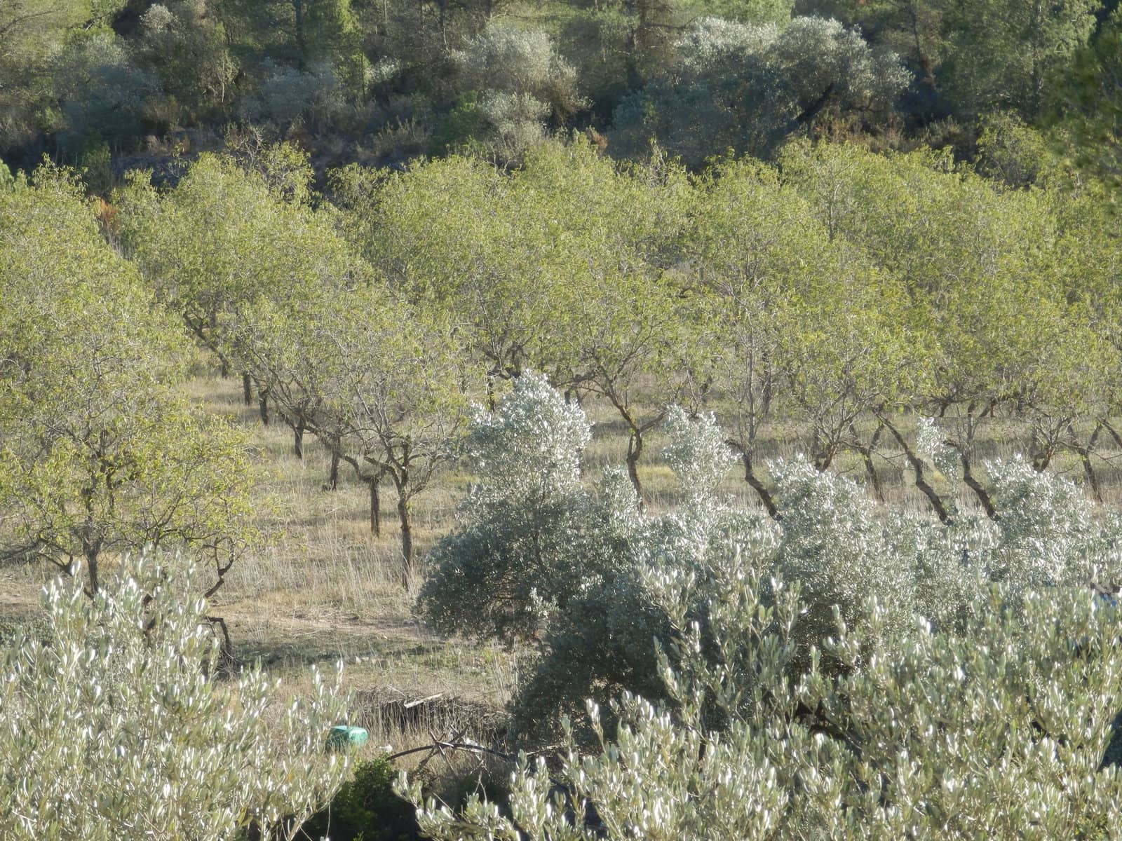 Finca/Country House for sale in Miravet - € 39,000 (Ref: 8202275)