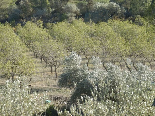 Quinta/Casa Rural para venda em Miravet - 39 000 € (Ref: 8202275)