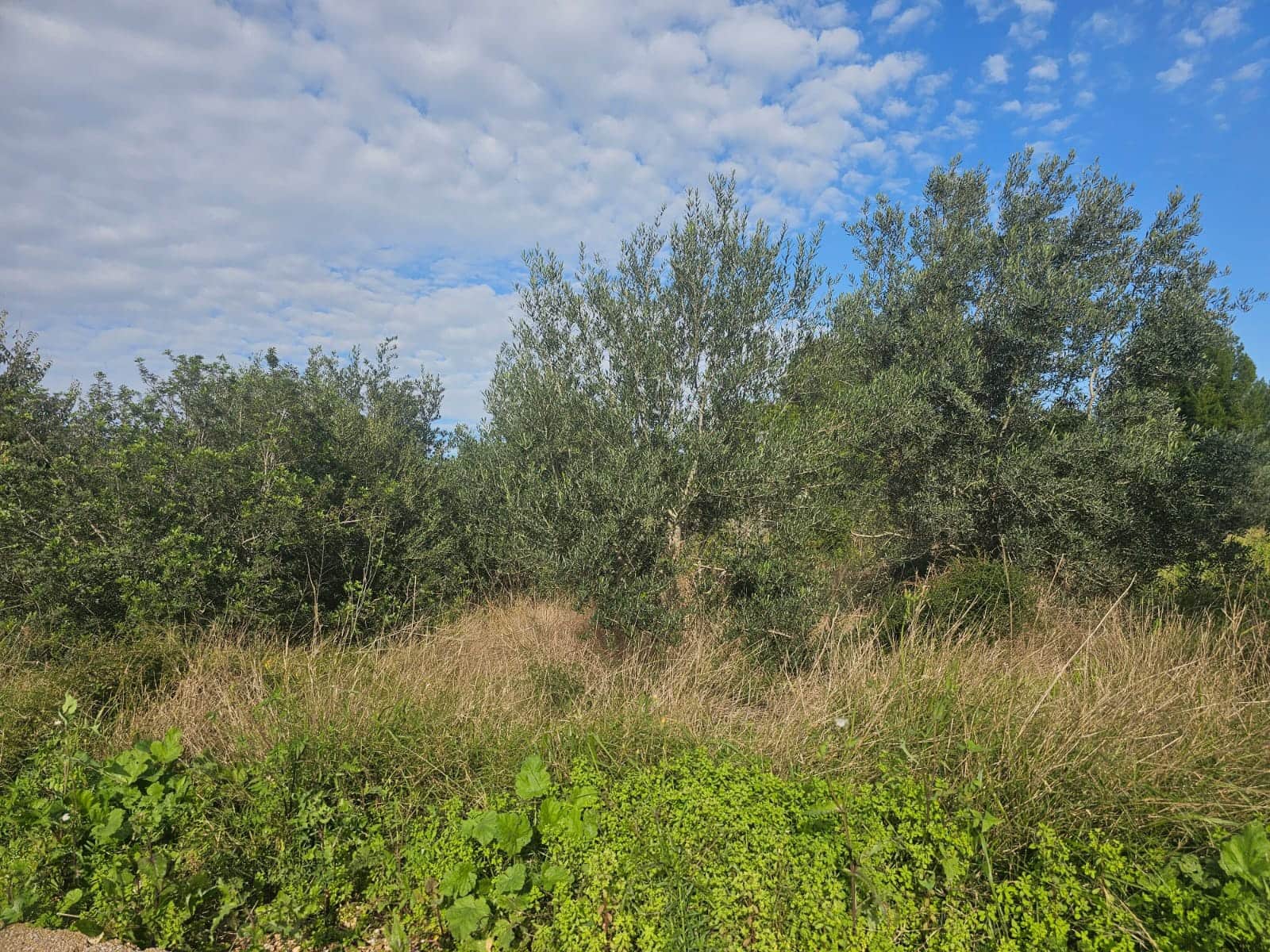 Finca/Landehus til salg i Xerta - € 35.000 (Ref: 8653445)