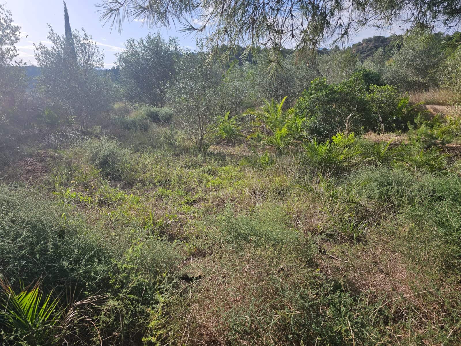 Finca/Landehus til salg i Xerta - € 35.000 (Ref: 8653445)