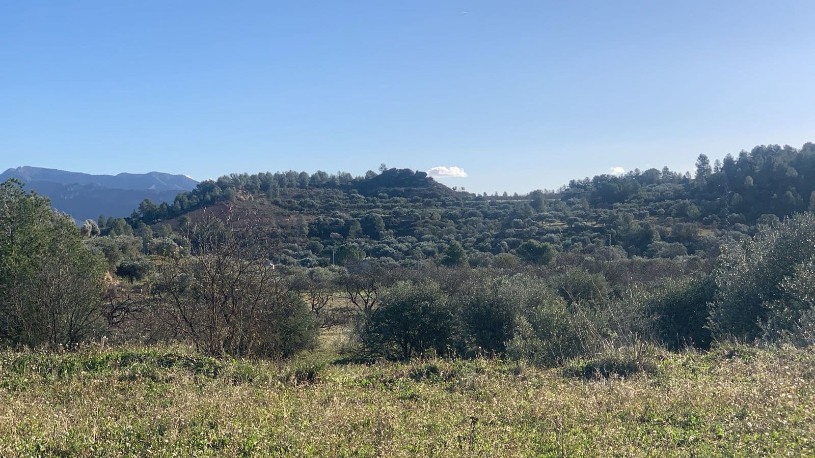 Undeveloped Land for sale in Asco - € 15,000 (Ref: 8743853)
