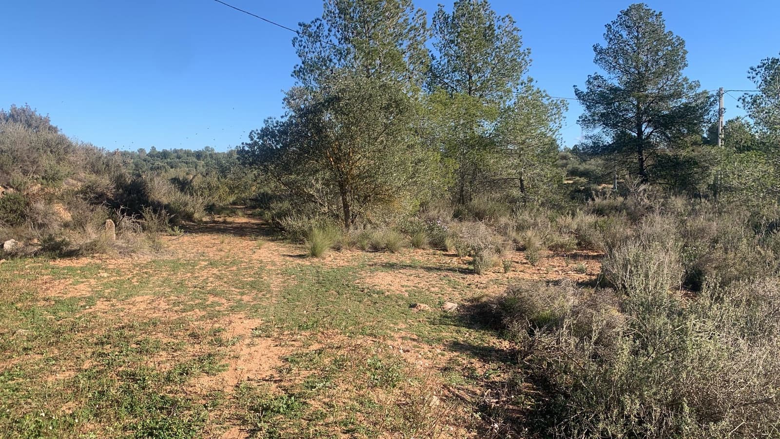 Undeveloped Land for sale in Asco - € 15,000 (Ref: 8743853)