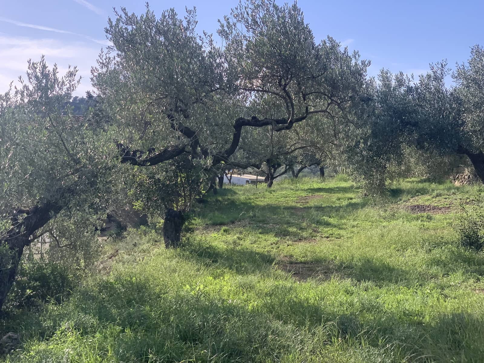 2 soveværelse Finca/Landehus til salg i El Perello med swimmingpool - € 339.000 (Ref: 8828130)