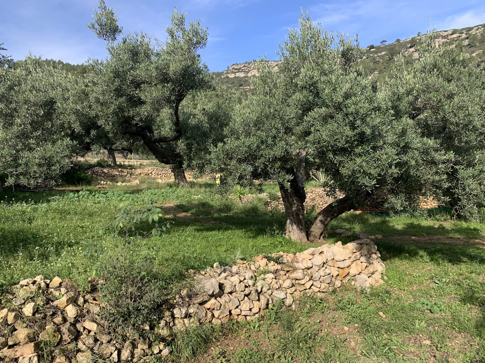 2 soveværelse Finca/Landehus til salg i El Perello med swimmingpool - € 339.000 (Ref: 8828130)