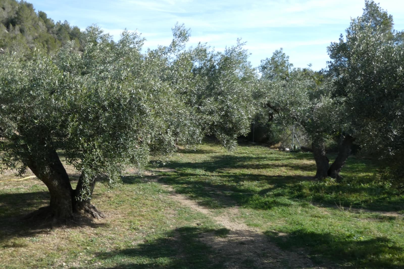 2 soveværelse Finca/Landehus til salg i El Perello med swimmingpool - € 339.000 (Ref: 8828130)