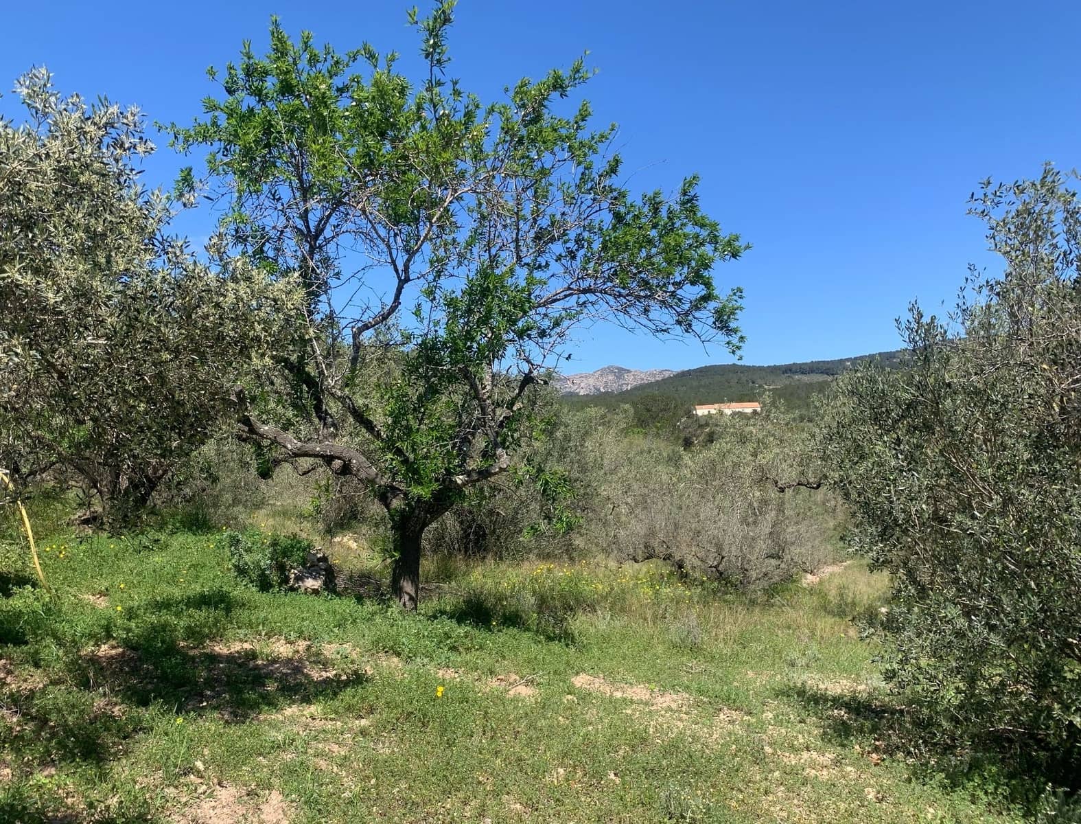 2 bedroom Finca/Country House for sale in El Perello - € 295,000 (Ref: 8977604)