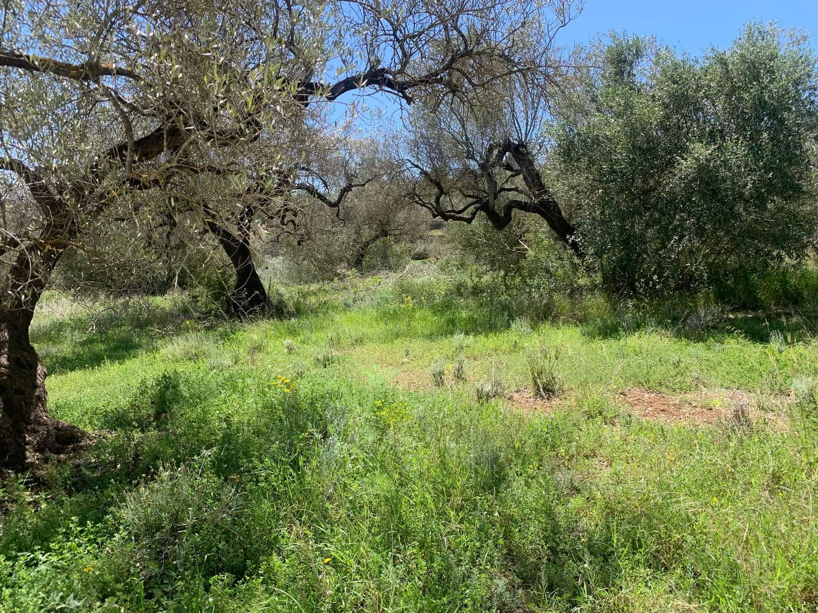 2 bedroom Finca/Country House for sale in El Perello - € 295,000 (Ref: 8977604)