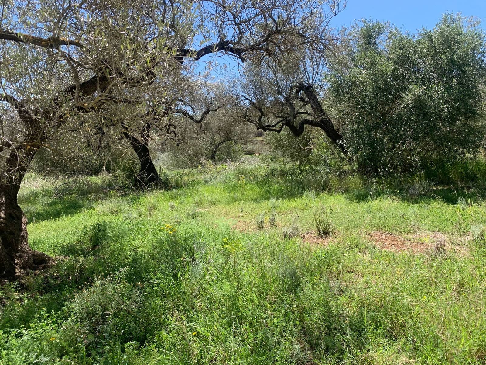 2 soveværelse Finca/Landehus til salg i El Perello med swimmingpool garage - € 295.000 (Ref: 8977604)